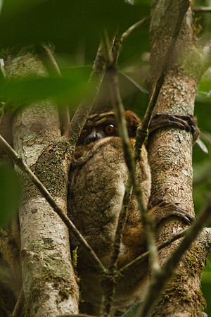 Madagascar-9810