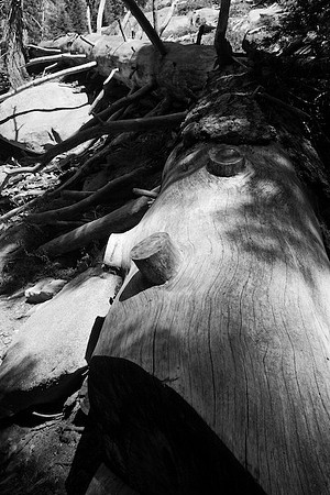 Sequoia Nat. Park