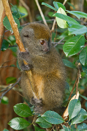 Madagascar-9900