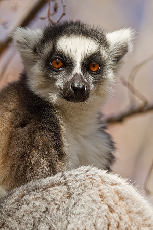 Madagascar-0645