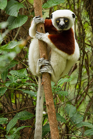 Madagascar-9697