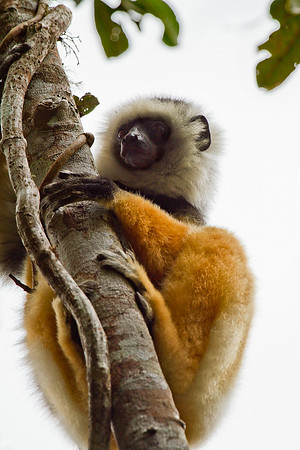 Madagascar-9754