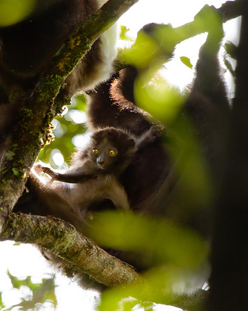 Madagascar-0469