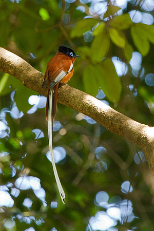 Madagascar-1004