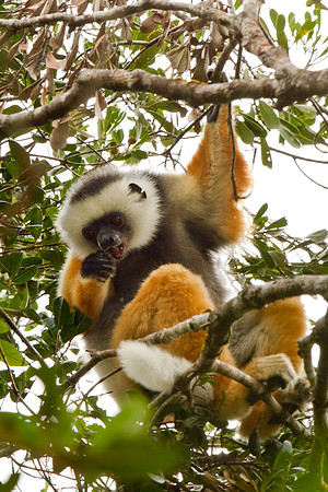 Madagascar-9774