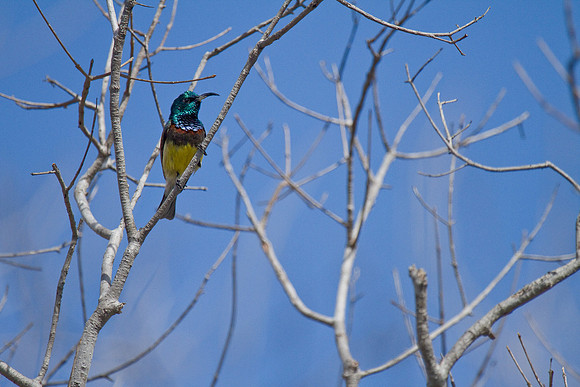 Madagascar-0929