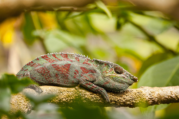 Madagascar-8214