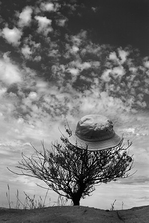 Big Hat, Small Tree (Vasquez Park, CA)
