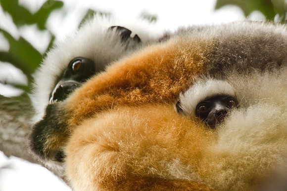 Madagascar-9806