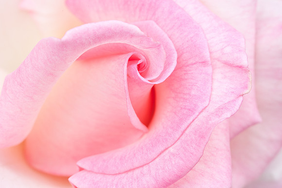 Rose-7178