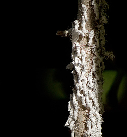 Madagascar-0911
