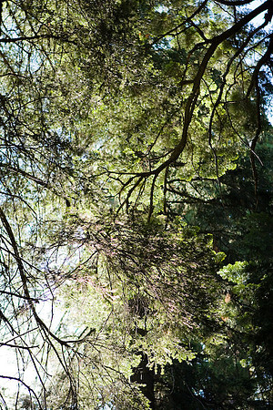 Sequoia Nat. Park