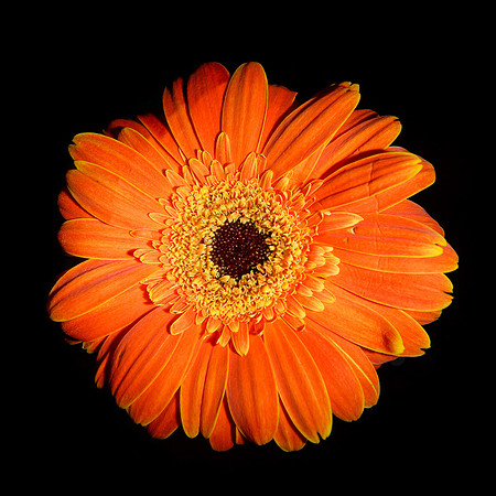 Flowers-1844