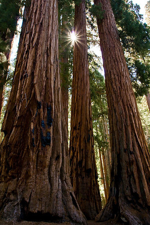Sequoia Nat. Park