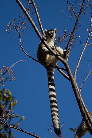 Madagascar-0580