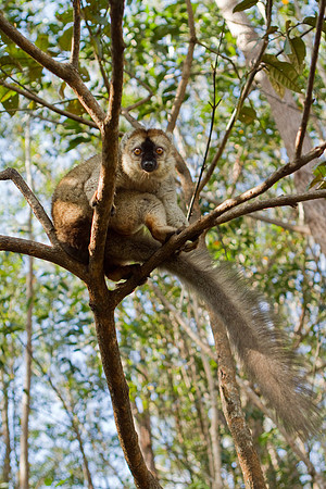 Madagascar-9916