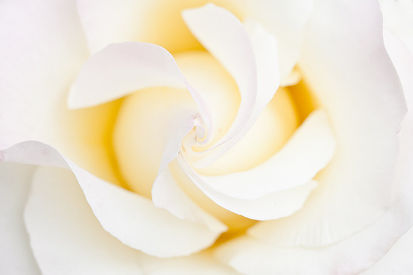 Rose-7181
