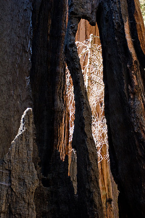 Sequoia Nat. Park