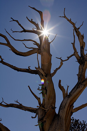 Ancient Bristlecone Pines-2130