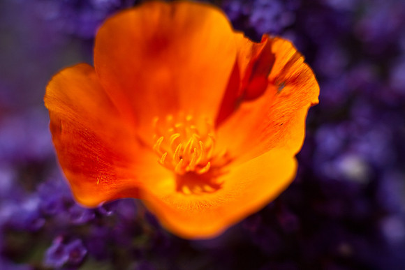 Poppy-7118