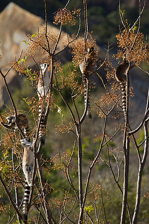 Madagascar-0525