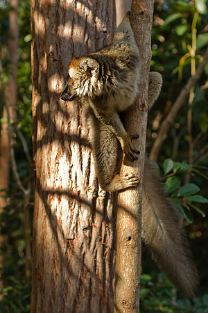 Madagascar-9910