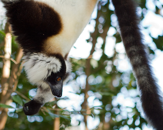 Madagascar-9961