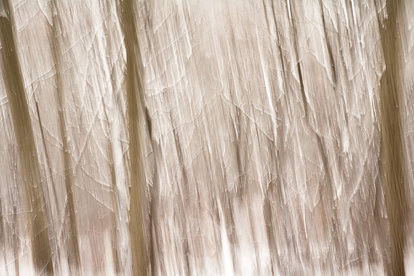 Brush Strokes-3039