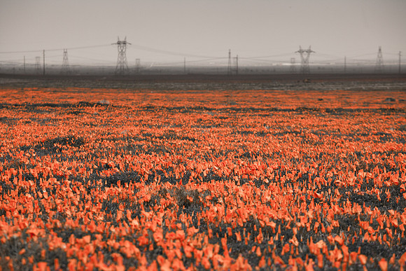 Lancaster Poppy Fields-3869