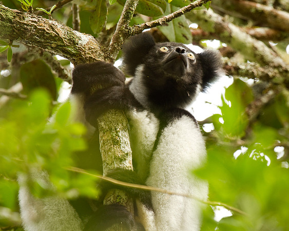 Madagascar-9724