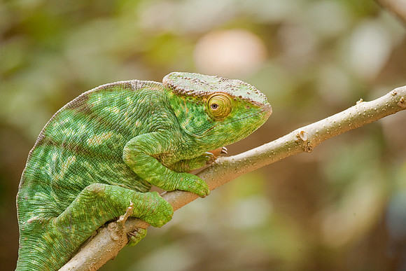 Madagascar-8229