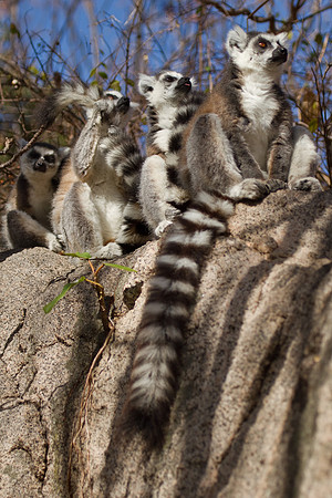 Madagascar-0637