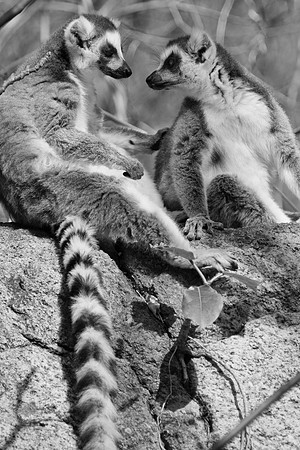 Madagascar-0604
