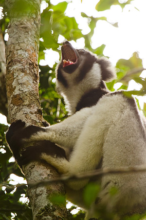 Madagascar-09744