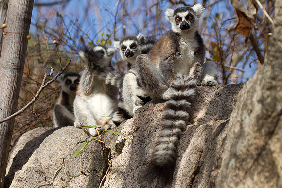 Madagascar-0655