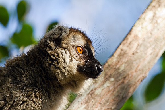 Madagascar-9971