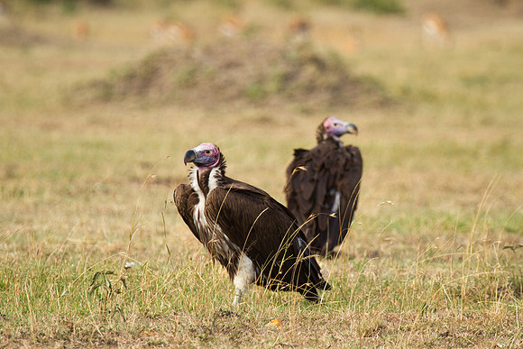 Kenya-9164