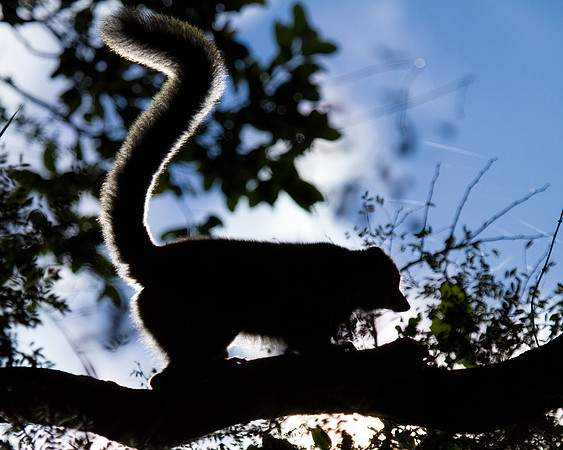 Madagascar-0407