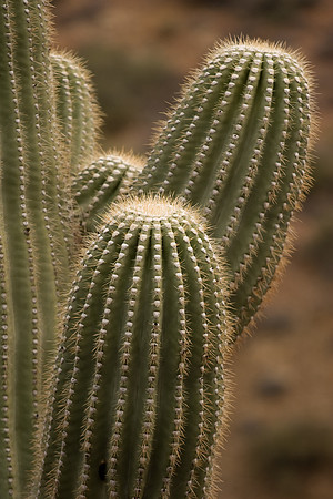 Seguaro Abstract