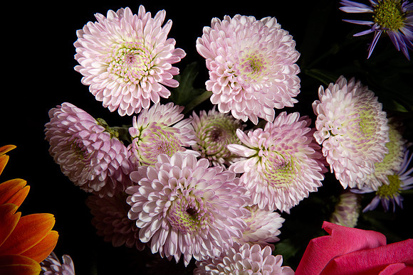 Flowers-1867